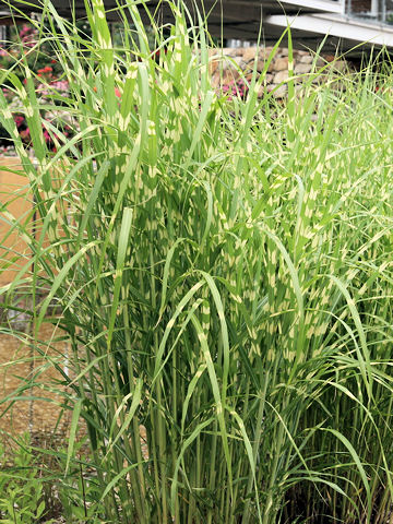 Miscanthus sinensis cv. Zebrinus