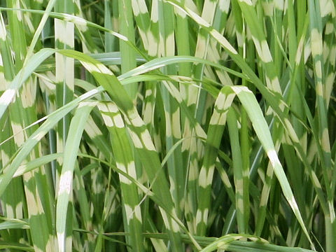 Miscanthus sinensis cv. Zebrinus