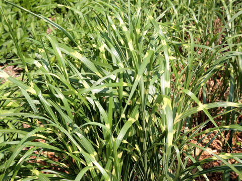 Miscanthus sinensis cv. Zebrinus