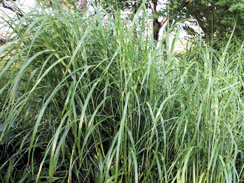 Miscanthus sinensis cv. Zebrinus