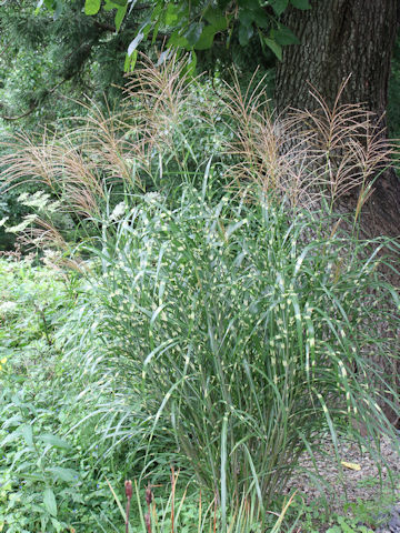 Miscanthus sinensis cv. Zebrinus