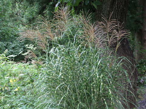 Miscanthus sinensis cv. Zebrinus