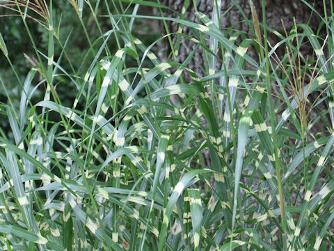 Miscanthus sinensis cv. Zebrinus