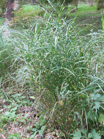 Miscanthus sinensis cv. Zebrinus