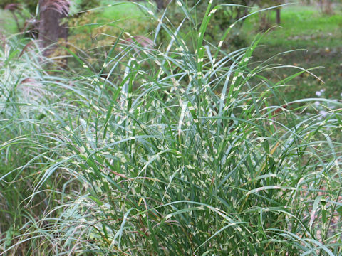 Miscanthus sinensis cv. Zebrinus