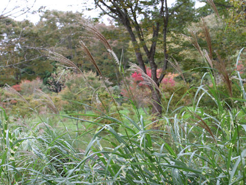 Miscanthus sinensis cv. Zebrinus