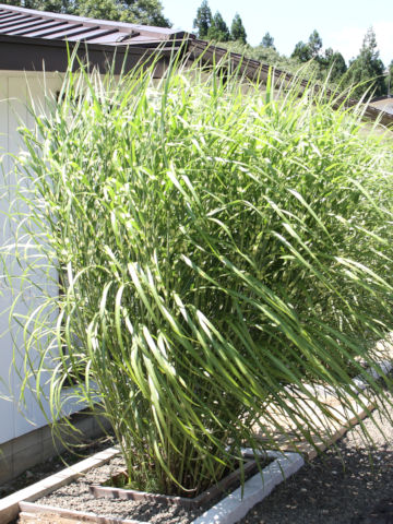 Miscanthus sinensis cv. Zebrinus