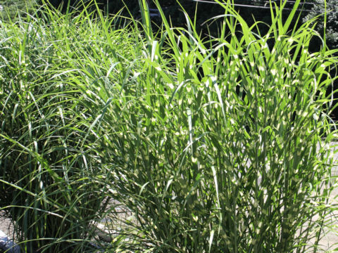 Miscanthus sinensis cv. Zebrinus