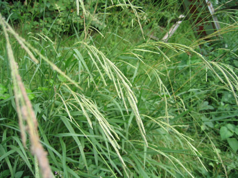 Paspalum urvillei