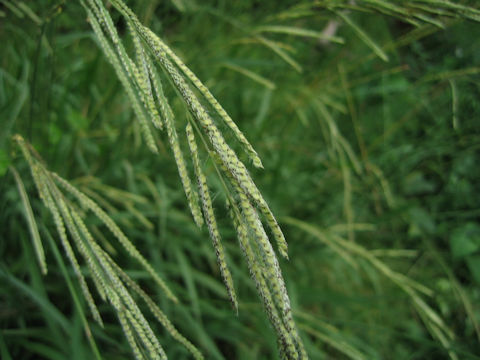 Paspalum urvillei