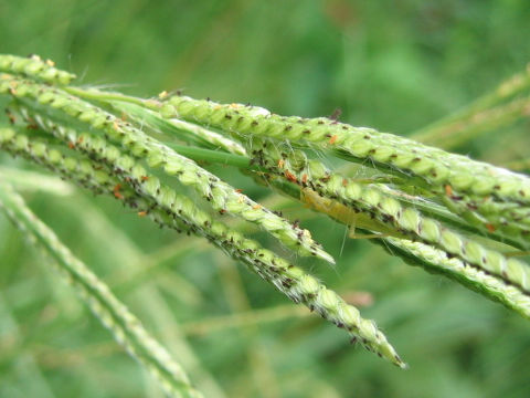 Paspalum urvillei