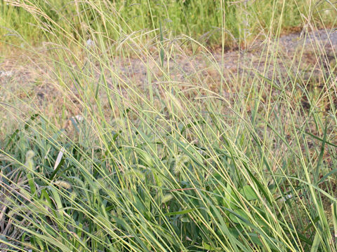 Paspalum urvillei