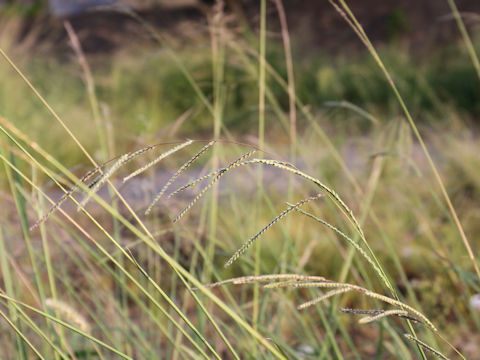 Paspalum urvillei