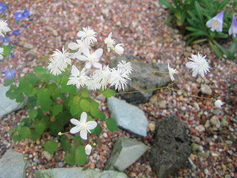 Thalictrum urbaini var. grandiflorum