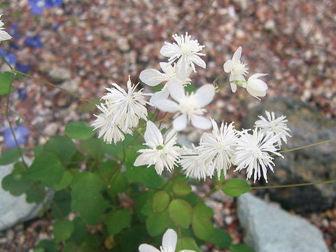 Thalictrum urbaini var. grandiflorum