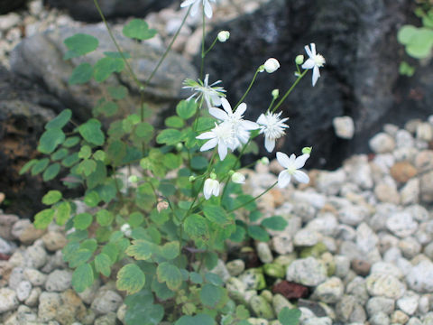 Thalictrum urbaini var. grandiflorum