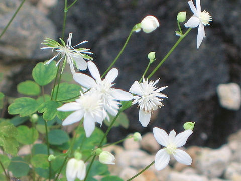 Thalictrum urbaini var. grandiflorum