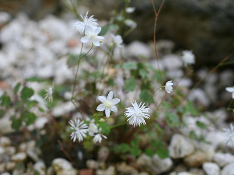 Thalictrum urbaini var. grandiflorum