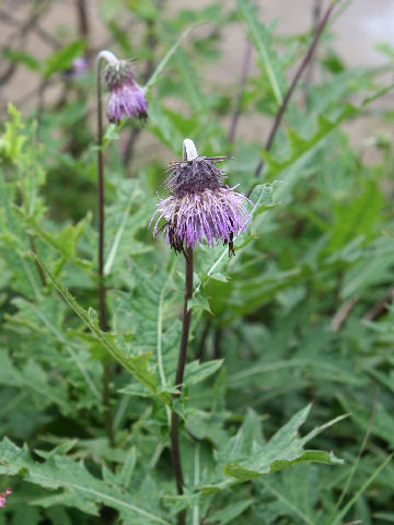 Cirsium babanum var. otayae