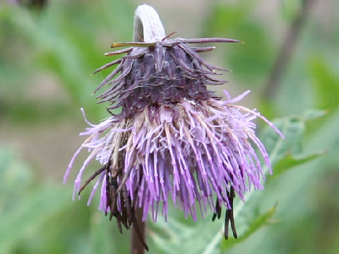 Cirsium babanum var. otayae