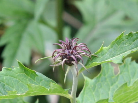 Cirsium babanum var. otayae