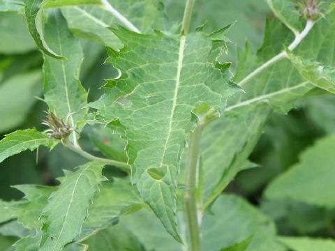 Cirsium babanum var. otayae