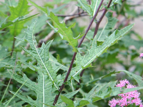 Cirsium babanum var. otayae