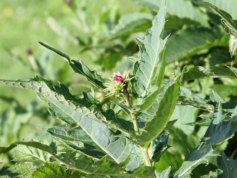 Cirsium babanum var. otayae