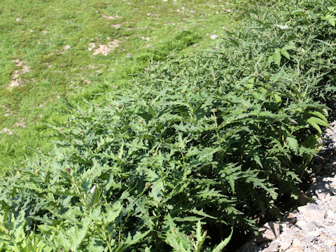 Cirsium babanum var. otayae