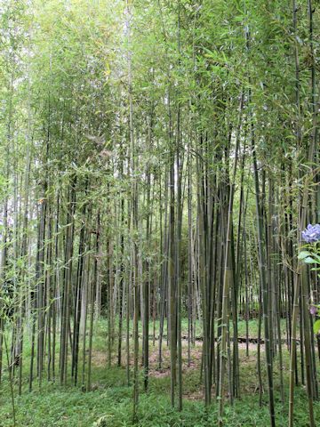 Phyllostachys aureosulcata cv. Harbin