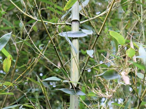 Phyllostachys aureosulcata cv. Harbin