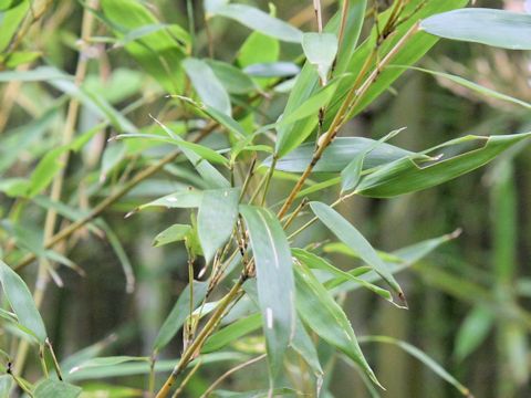 Phyllostachys aureosulcata cv. Harbin