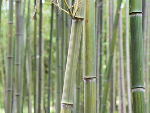 Phyllostachys aureosulcata cv. Harbin