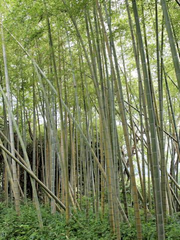 Phyllostachys heterocycla f. nabeshimai