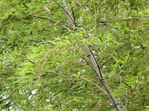 Phyllostachys heterocycla f. nabeshimai