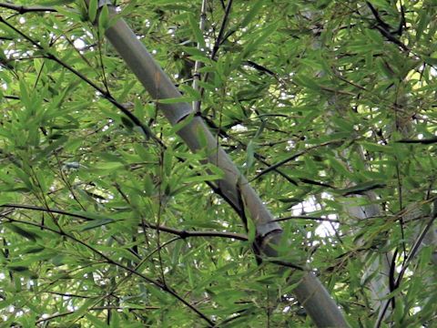 Phyllostachys heterocycla f. nabeshimai