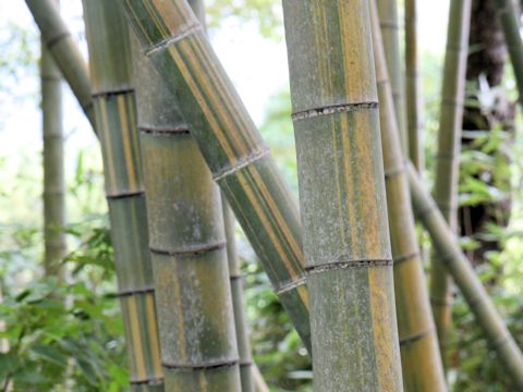 Phyllostachys heterocycla f. nabeshimai