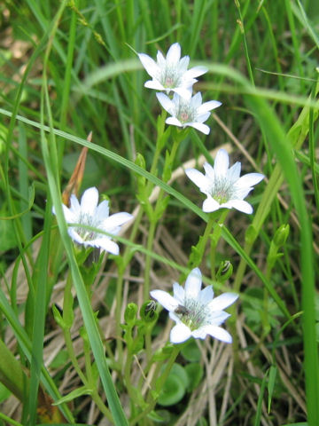 Gentiana thunbergii var. minor