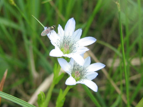 Gentiana thunbergii var. minor