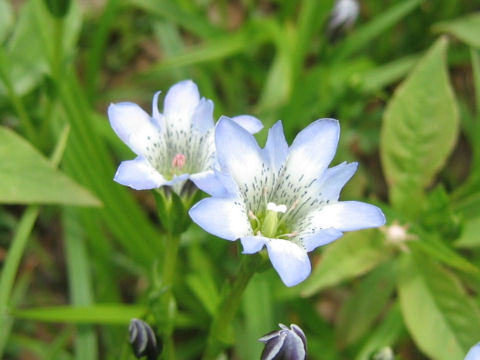 Gentiana thunbergii var. minor