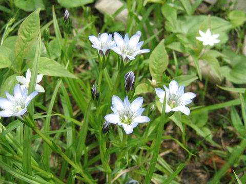 Gentiana thunbergii var. minor