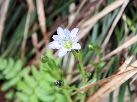 Gentiana thunbergii var. minor