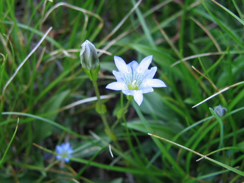 Gentiana thunbergii var. minor