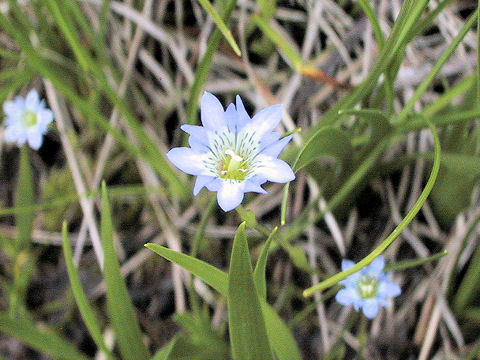 Gentiana thunbergii var. minor