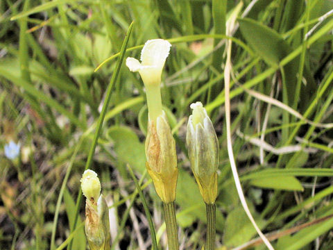 Gentiana thunbergii var. minor