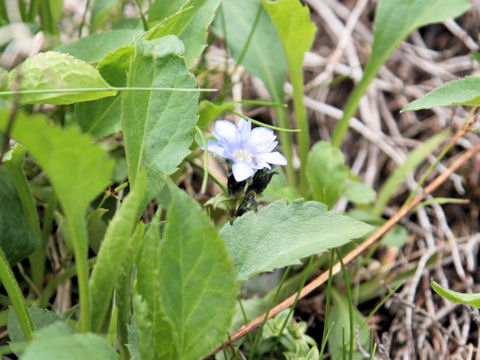 Gentiana thunbergii var. minor