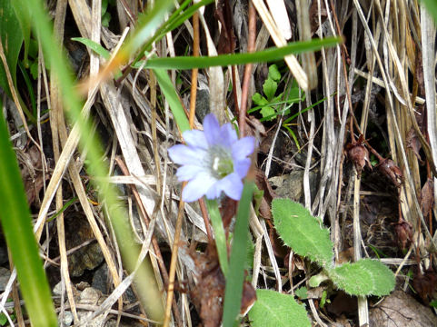 Gentiana thunbergii var. minor