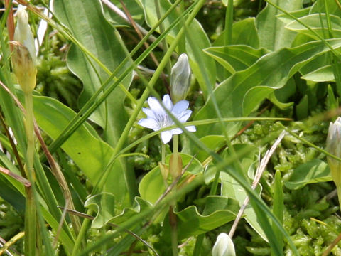 Gentiana thunbergii var. minor