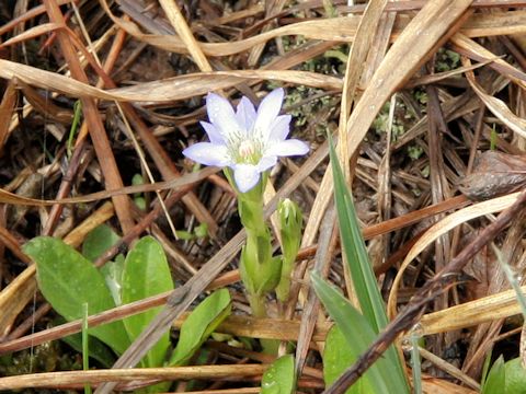 Gentiana thunbergii var. minor