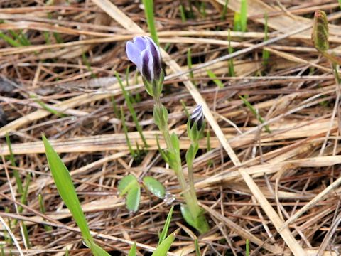 Gentiana thunbergii var. minor